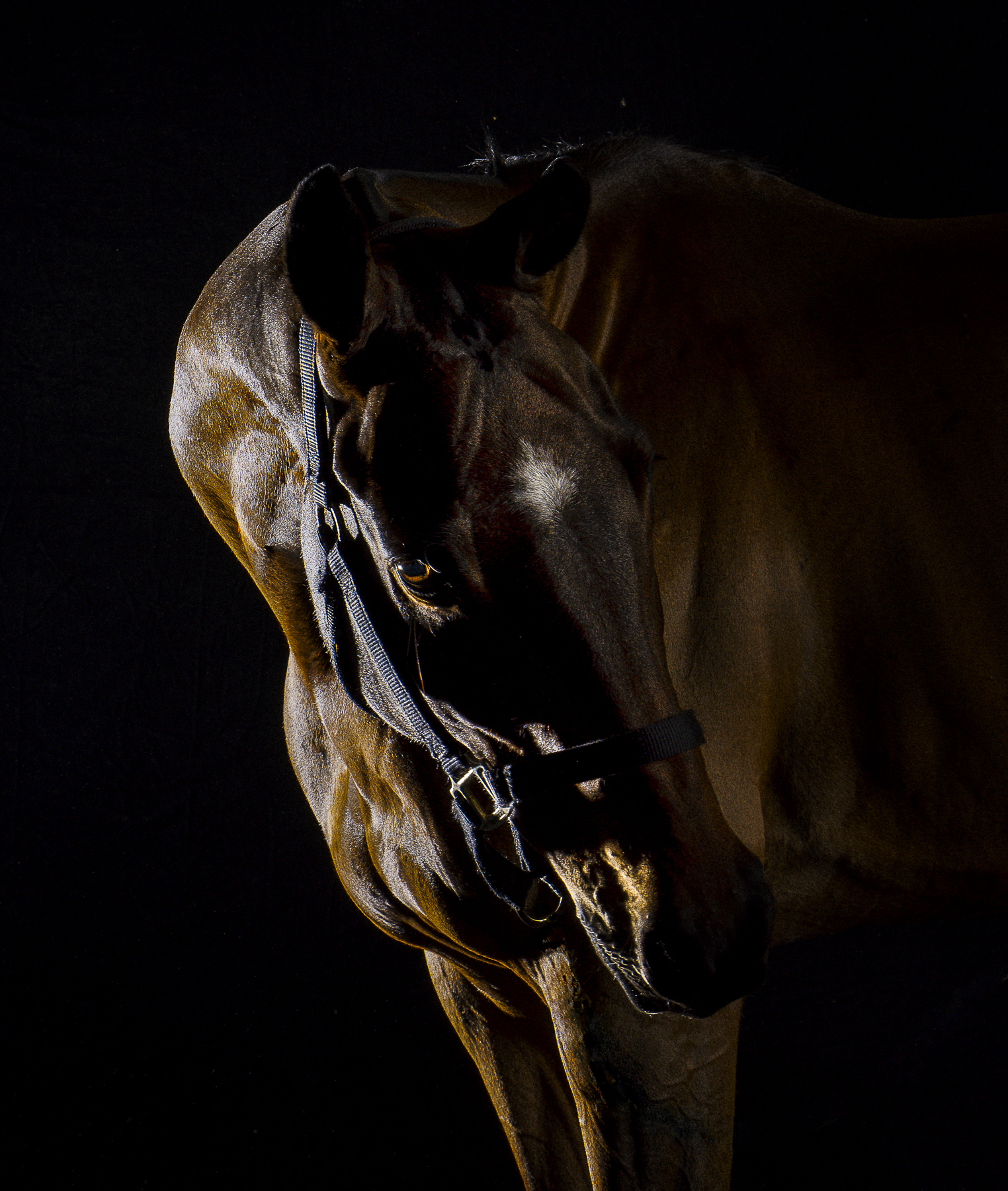 OTTB Tulsa by Enrique Urdaneta OTTB Tulsa by Enrique Urdaneta