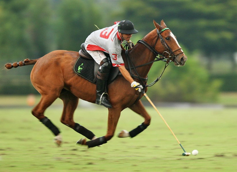 Cohiba, an OTTB horse, by Alex Pacheco Cohiba, an OTTB horse, by Alex Pacheco