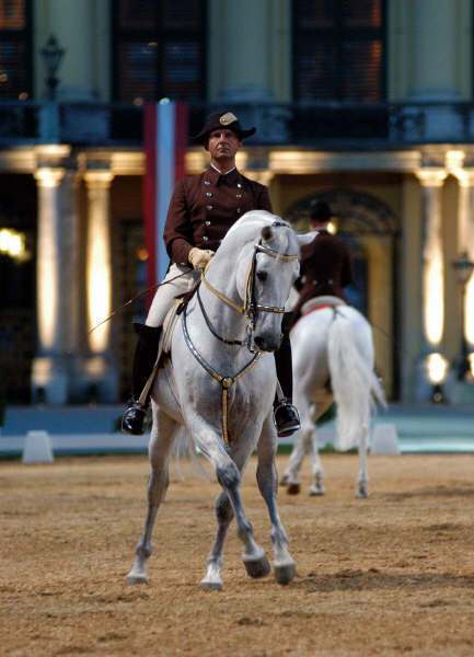 One of the finest horse breeds in the world, the Lipizzaners can trace their lineage back to eight original stallions. (Image source: WikiCommons) One of the finest horse breeds in the world, the Lipizzaners can trace their lineage back to eight original stallions. (Image source: WikiCommons)