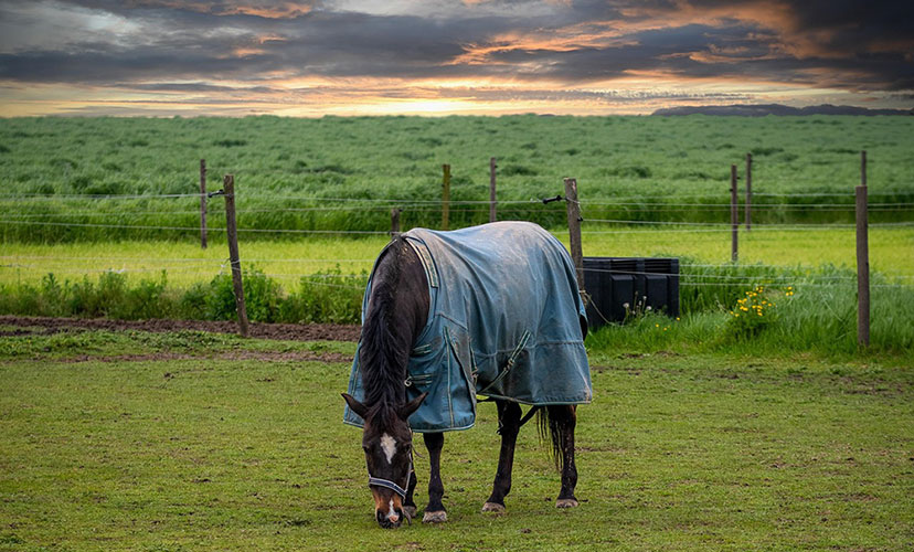 Image by Freddy from Pixabay