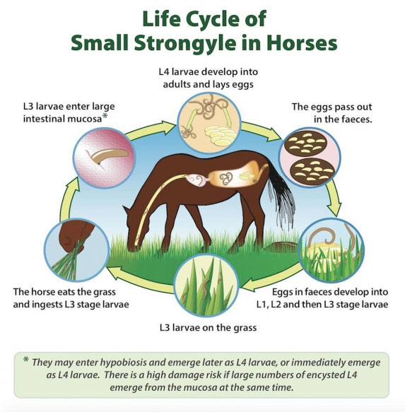 Image Courtesy of BimedaEquine.com