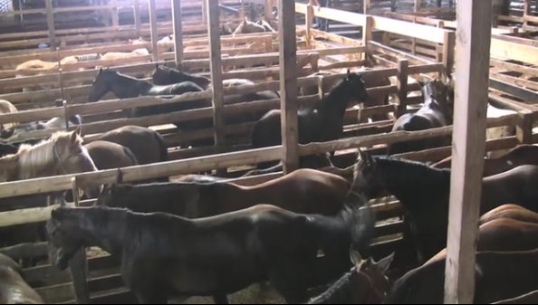 Horse slaughter auction (photo courtesy of the Paulick Report) Horse slaughter auction (photo courtesy of the Paulick Report)