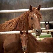 Purina Animal Nutrition LLC