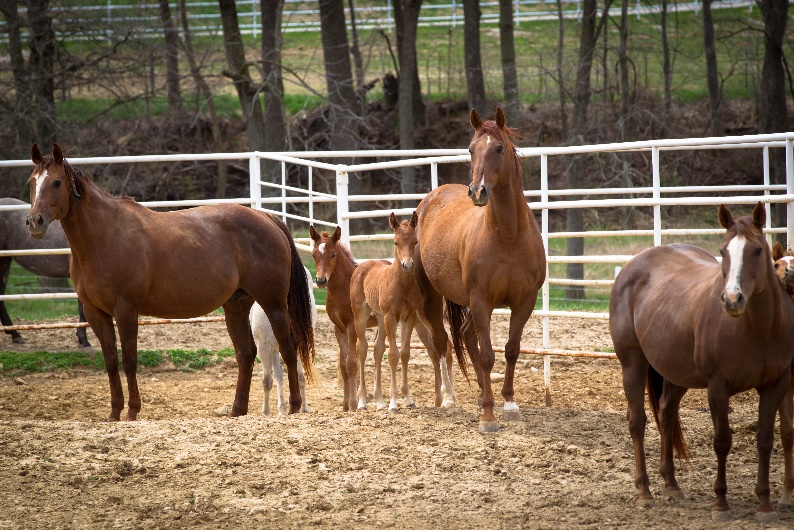 Purina Animal Nutrition LLC