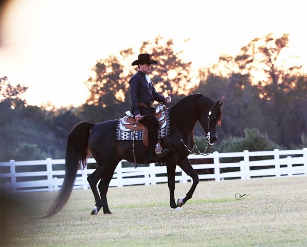 PA Kid Khan with Rob Bick, photo courtesy of RBC Show Horses PA Kid Khan with Rob Bick, photo courtesy of RBC Show Horses