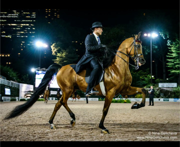 CP Manifesto, Silver Champion Arabian Country Pleasure Pro/Am with pro Joshua Shino, photo courtesy of Joshua Shino CP Manifesto, Silver Champion Arabian Country Pleasure Pro/Am with pro Joshua Shino, photo courtesy of Joshua Shino