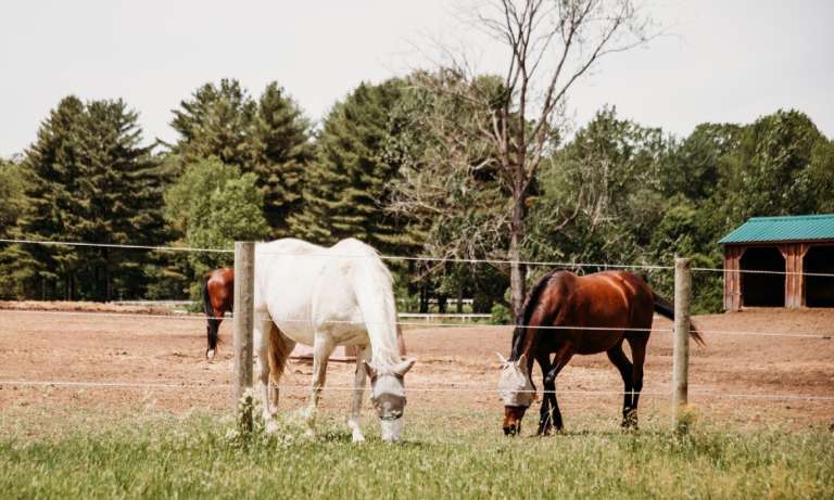 In addition to its own therapy fleet, THS boards the Saratoga Springs Police Department’s three horses. (photo courtesy of Dori Fitzpatrick) In addition to its own therapy fleet, THS boards the Saratoga Springs Police Department’s three horses. (photo courtesy of Dori Fitzpatrick)