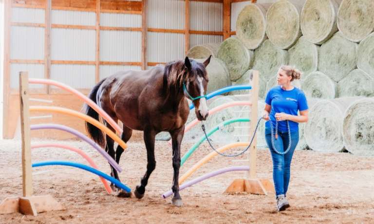 THS now has 11 therapy horses and six employees. (photo courtesy of Dori Fitzpatrick) THS now has 11 therapy horses and six employees. (photo courtesy of Dori Fitzpatrick)