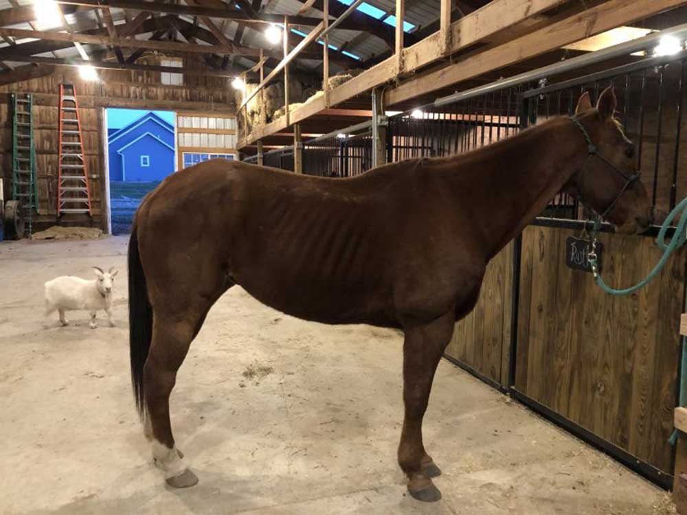 Rusty, pictured a few months after his kill pen ordeal, is regaining weight but Palmer said he st.ill has a ways to go Rusty, pictured a few months after his kill pen ordeal, is regaining weight but Palmer said he still has a ways to go