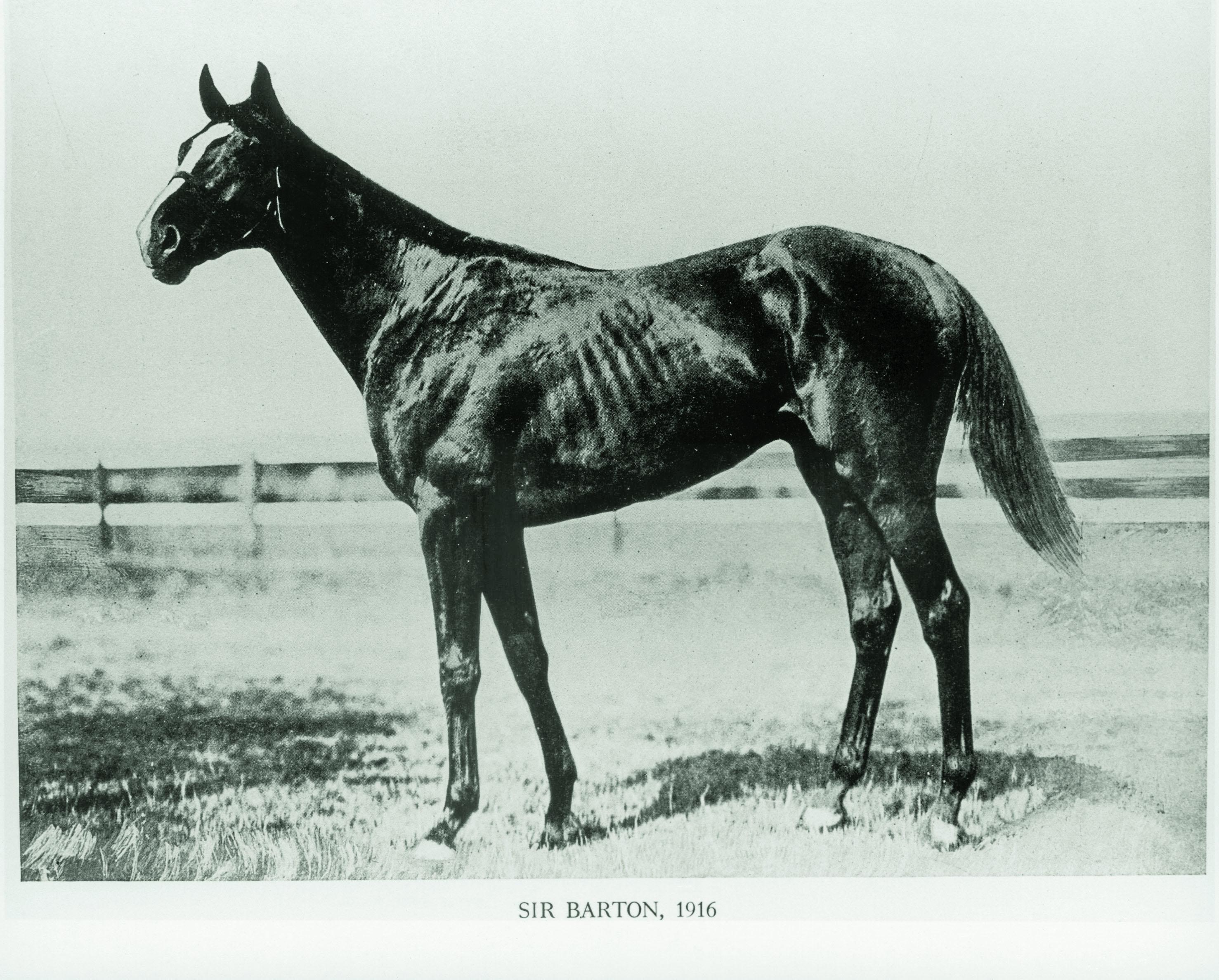 Sir Barton in 1916. (Blood-Horse Library photo) Sir Barton in 1916. (Blood-Horse Library photo)