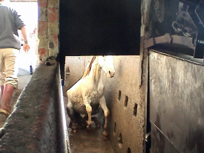 Undercover investigation of Juarez Mexico Horse Slaughter at Rastro Municipal Horse Slaughter Plant, Juarez, Mexico. (Photo credit to the HSUS) Undercover investigation of Juarez Mexico Horse Slaughter at Rastro Municipal Horse Slaughter Plant, Juarez, Mexico. (Photo credit to the HSUS)