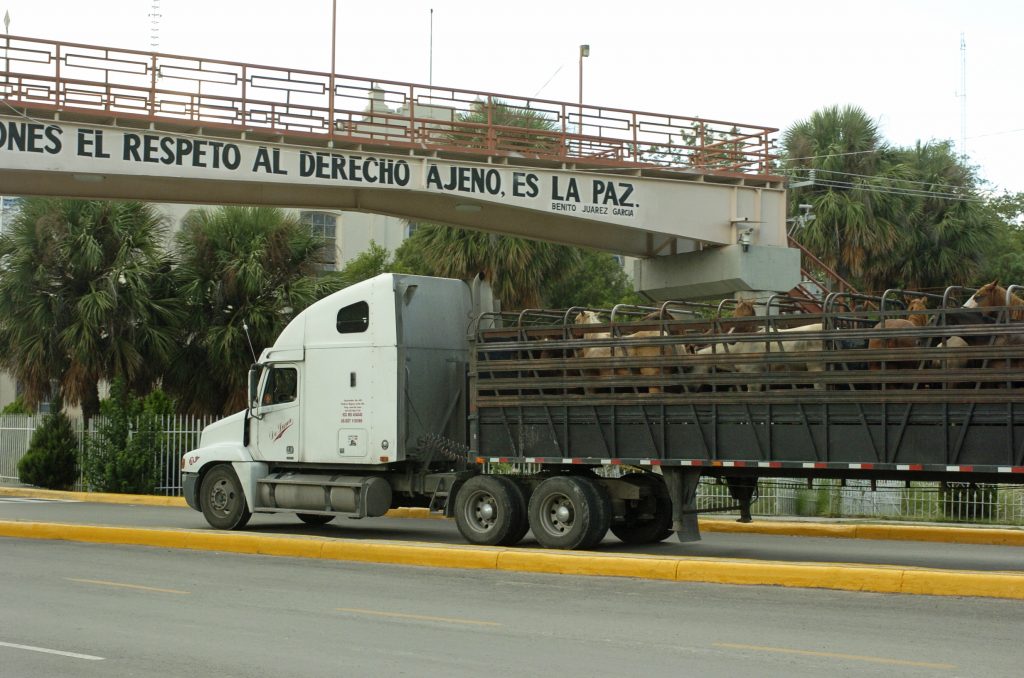 American horses in Mexico heading to slaughter plant (Feature photo and this photo courtesy of HSUS) American horses in Mexico heading to slaughter plant (Feature photo and this photo courtesy of HSUS)