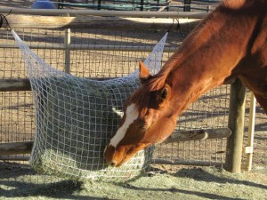 2-String Extended Day Small Net: 2-String Extended Day Small Net: