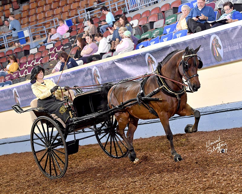 The horse pulling a gig cart is harnessed with Deluxe Show harness, by Smucker Harness Co. of Churchtown, Penn. The horse pulling a gig cart is harnessed with Deluxe Show harness, by Smucker Harness Co. of Churchtown, Penn.
