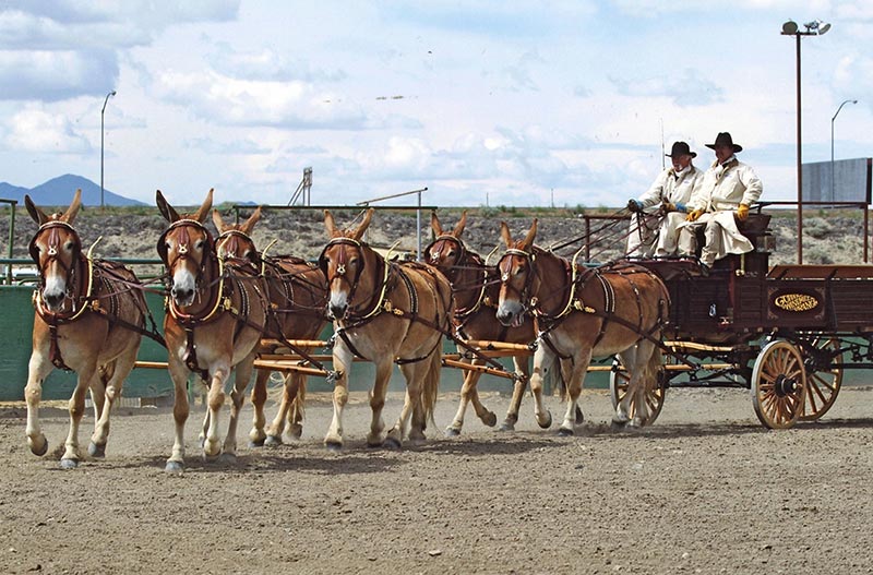 Harness for a six-mule hitch, built by Smucker Harness of Churchtown, Penn. Harness for a six-mule hitch, built by Smucker Harness of Churchtown, Penn.