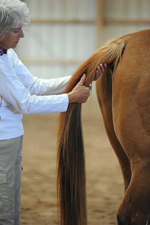 Is Your Horse 100%? by Margret Henkels (photo by Patti Bose) Is Your Horse 100%? by Margret Henkels (photo by Patti Bose)