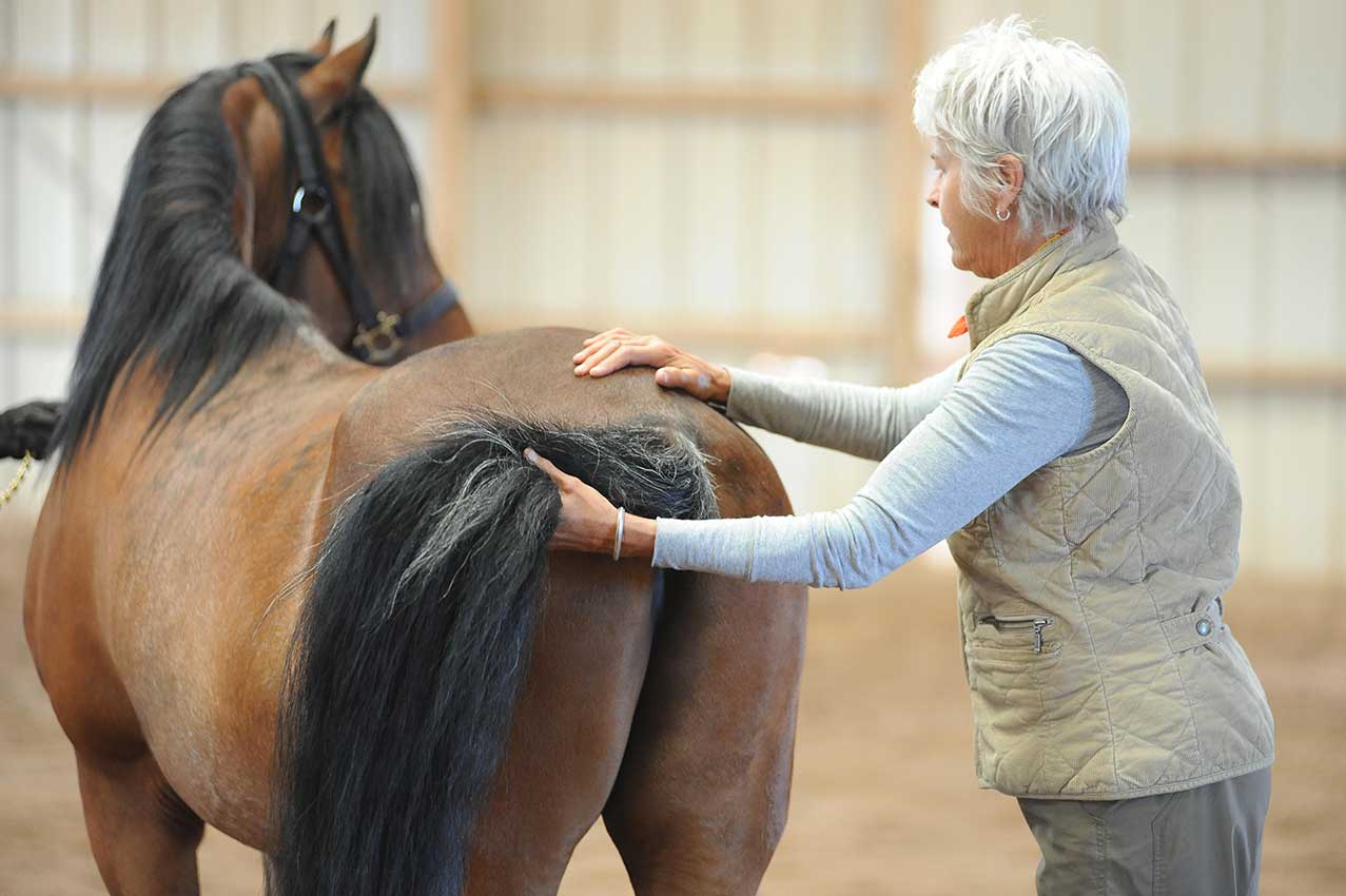 Is Your Horse 100%? by Margret Henkels (photo by Patti Bose) Is Your Horse 100%? by Margret Henkels (photo by Patti Bose)