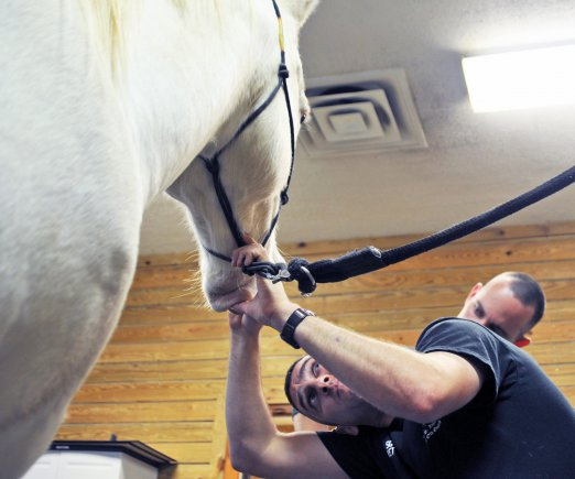 Old Guard Caisson Platoon welcomes new horse, courtesy of army.mil Old Guard Caisson Platoon welcomes new horse, courtesy of army.mil