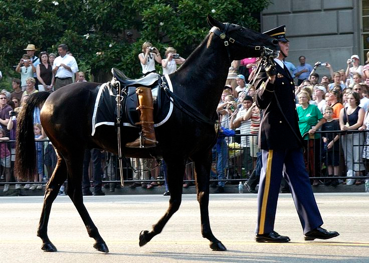 Old Guard Caisson Platoon Riderless Horse with English saddle and boots mounted backwards, courtesy of army.mil Old Guard Caisson Platoon Riderless Horse with English saddle and boots mounted backwards, courtesy of army.mil