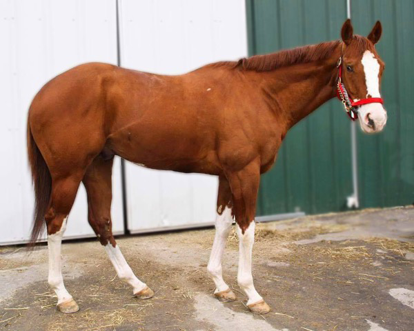 Forest Meadow, Thoroughbred stallion with undiscovered White series genotype, photo courtesy of Shelley Sampson in Ontario, Canada Forest Meadow, Thoroughbred stallion with undiscovered White series genotype, photo courtesy of Shelley Sampson in Ontario, Canada