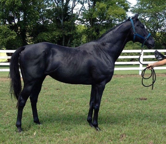 Orientate Slew, Homozygous black (EE) Thoroughbred stallion, photo courtesy of Rebecca Weaver, Southern Stars Sporthorses Orientate Slew, Homozygous black (EE) Thoroughbred stallion, photo courtesy of Rebecca Weaver, Southern Stars Sporthorses