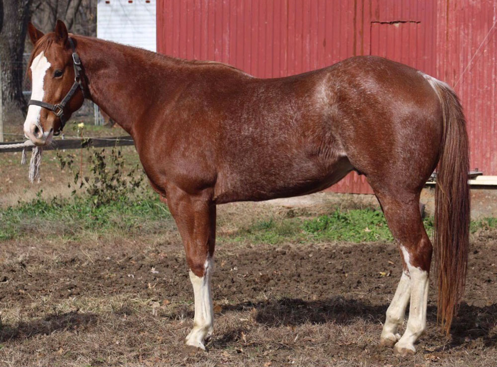 Boppem Shadow AKA Turkey, registered Sabino (SB1) Quarter Horse gelding, photo courtesy of Amy Brochu Boppem Shadow AKA Turkey, registered Sabino (SB1) Quarter Horse gelding, photo courtesy of Amy Brochu