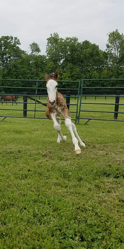 Photo courtesy of Susan McKibbin Rose of Emerald Star Equine Services, LLC, Licensed Massage & Bodywork Therapist Photo courtesy of Susan McKibbin Rose of Emerald Star Equine Services