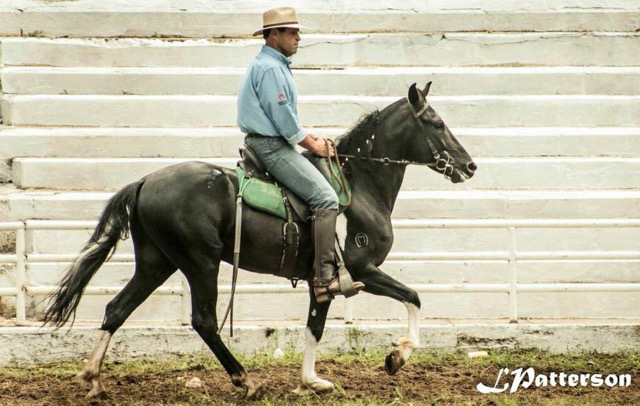 Smooth riding gaited tobiano, photo courtesy of Laura Patterson Rosa Smooth riding gaited tobiano, photo courtesy of Laura Patterson Rosa