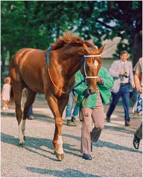 Secretariat Walking at Belmont June 9, 1973 (Belmont Park)
