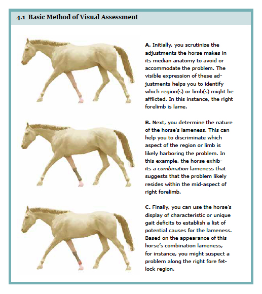 The Art of Seeing Lameness The Art of Seeing Lameness