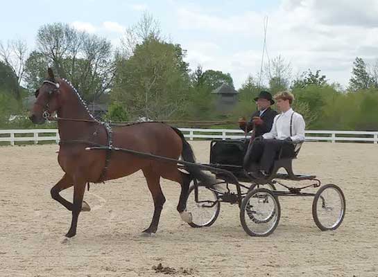 (Photo Credit Equine Info Exchange editorial team) (Photo Credit Equine Info Exchange editorial team)