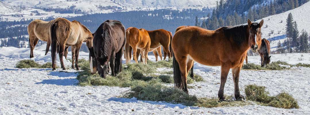 Photo courtesy of Valley Vet