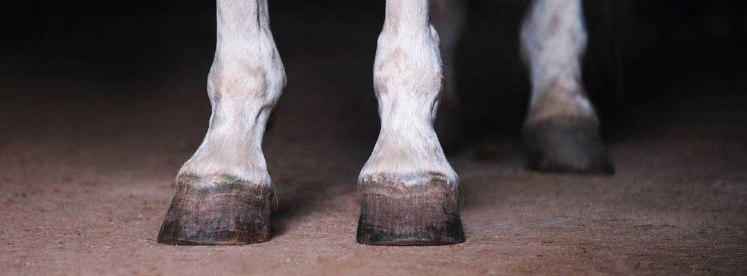 Photo courtesy of Valley Vet