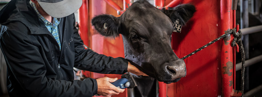 Photo courtesy of Valley Vet