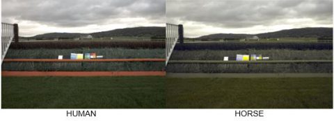 How humans perceive a fence compared to a horse How humans perceive a fence compared to a horse