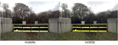 How humans perceive the proposed yellow colour compared to a horse. How humans perceive the proposed yellow colour compared to a horse.