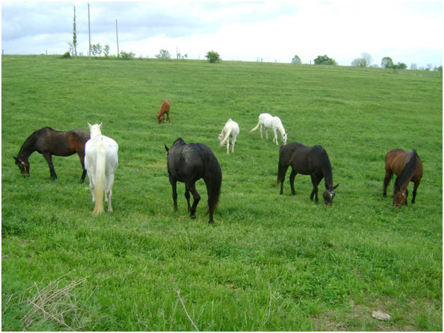 The ladies and gelding Elmhurst together in a pasture at Our Mims Retirement Haven. The ladies and gelding Elmhurst together in a pasture at Our Mims Retirement Haven.