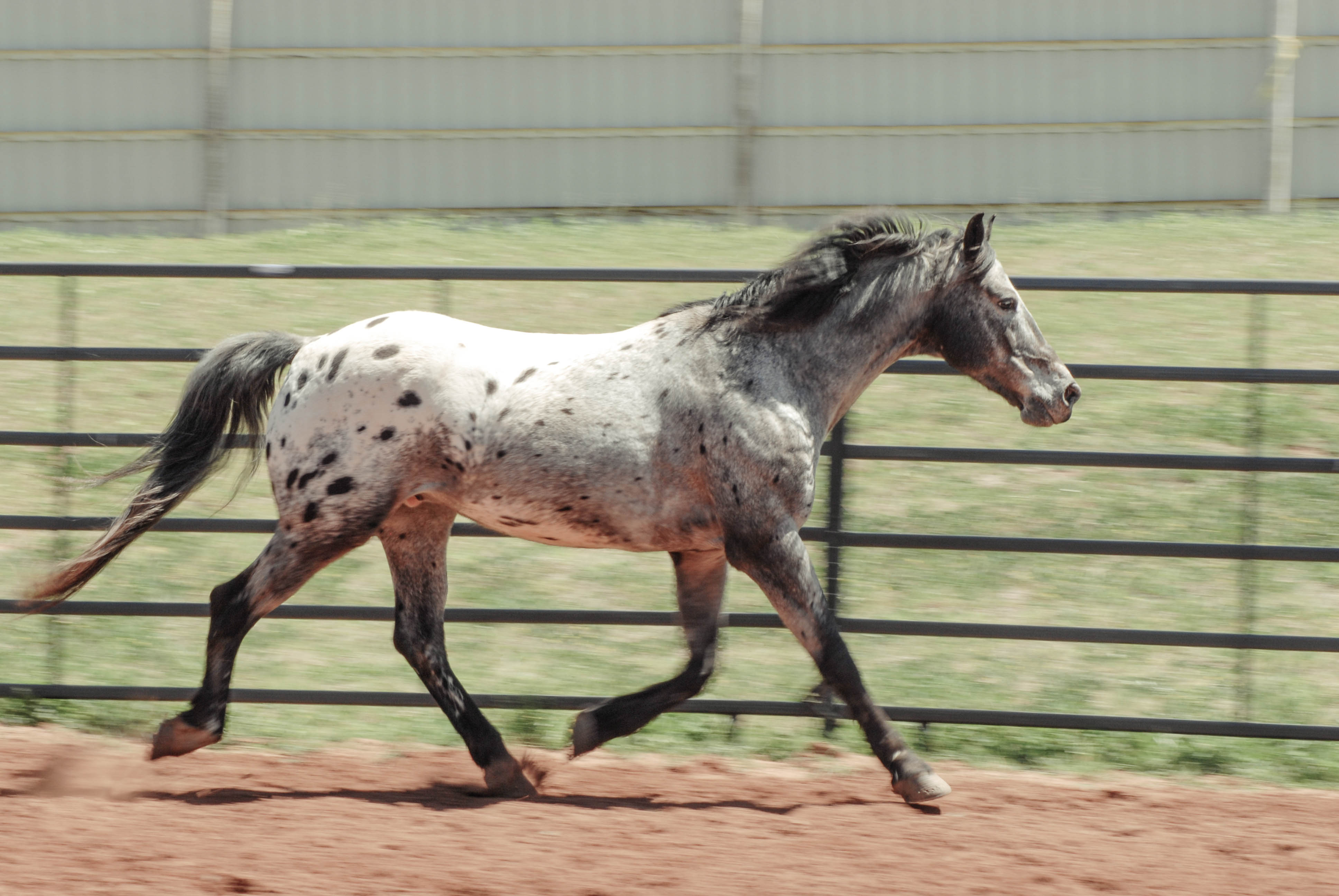 Blue Duck is a Walkaloosa (Missouri Fox Trotter and Appaloosa). He is an original mounted shooting horse that was trained by Roy Cox. His owner is, A.J. Porter. Photo: Brian Anthony Blue Duck is a Walkaloosa (Missouri Fox Trotter and Appaloosa). He is an original mounted shooting horse that was trained by Roy Cox. His owner is, A.J. Porter. Photo: Brian Anthony