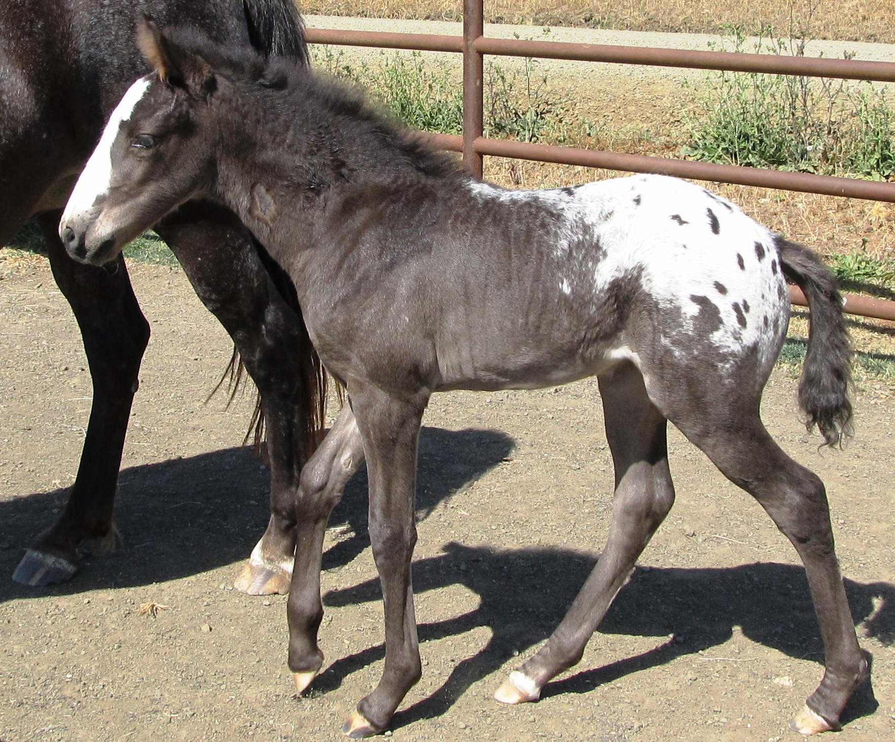 Merry is a Walkaloosa Dam, now two years old. Black with white spotted blanket. Merry is a Walkaloosa Dam, now two years old. Black with white spotted blanket.