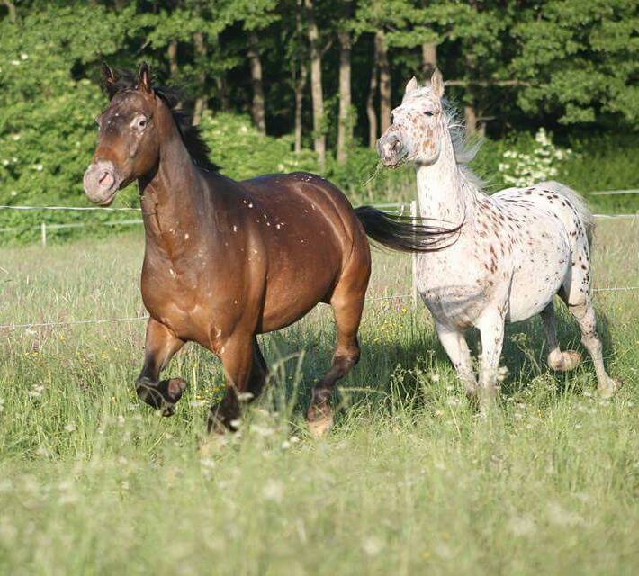 Mother and son - Cheyenne is the Dam, a Leopard Walkaloosa and Joe is her son, he is a Snowflake Walkaloosa. Both horses are registered Walkaloosas with the WHA and live in Germany. Cheyenne is owned by Rabea Mai and Joe is owned by Andrea Schuchort. Photo credits: Rabea Man / LN / Fotografie. Mother and son - Cheyenne is the Dam, a Leopard Walkaloosa and Joe is her son, he is a Snowflake Walkaloosa. Both horses are registered Walkaloosas with the WHA and live in Germany. Cheyenne is owned by Rabea Mai and Joe is owned by Andrea Schuchort. Photo credits: Rabea Man / LN / Fotografie.