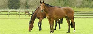10 Facts About Equine West Nile Virus