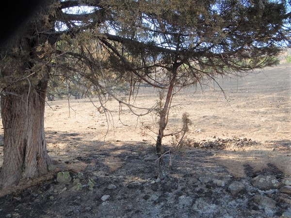 Photo by William E. Simpson II: Tree spared from wildfire via wild horse grazing Photo by William E. Simpson II: Tree spared from wildfire via wild horse grazing
