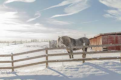 Equine Info Exchange Equine Info Exchange