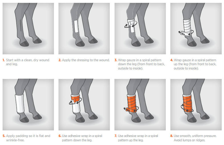 Zoetis Equine News - Leg Bandaging
