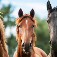 Extending Photoperiod for Muscle Development in Young Horses 