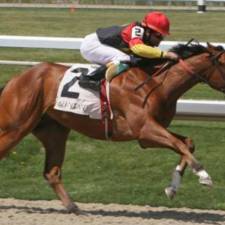 Study: Intestinal Microbiome of Foals May Predict Future Racing Success