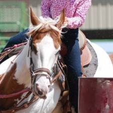 Upper Airway Obstruction in Barrel Racing Horses