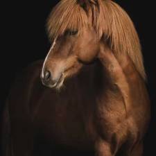 The Icelandic Horse - Quite the Characters!