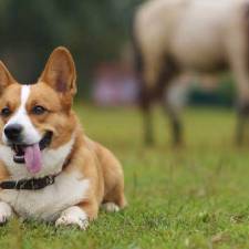 Keeping Dogs Safe around Horses and Livestock