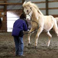 Why the Sudden Behavior Change in My Horse?